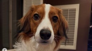 「パパ遊ぼ」大谷翔平が公開したデコピンの最新ショットにファン歓喜