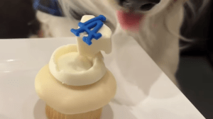 「可愛すぎ」「私より上品」デコピンが“ドジャースケーキ”をたしなむ姿に注目