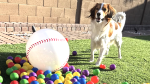 「デコちゃん可愛い」大谷翔平とロバーツ監督のドッキリ合戦、一番楽しんだのはデコピン？