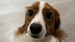 大谷翔平、愛犬・デコピンの“ハイライト”作成「愛が溢れてる」