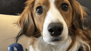 「なんて可愛い」「尊すぎ」大谷翔平、デコピンと“自分の分身”のツーショットを公開