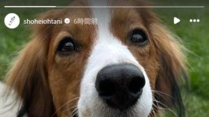 「デコ兄！」「サマーカットしたの？」大谷翔平、デコピンの最新“癒やし”ショット公開