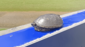 畑岡奈紗がコース上で「まさかの出会い」　シェブロン選手権での1枚にほっこり