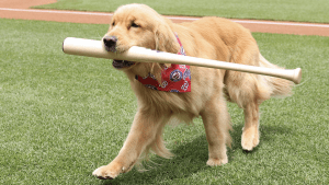 「これはかわいい」「メジャー昇進おめでとう！」ナショナルズの新バットドッグ・ブルース君が鮮烈デビュー