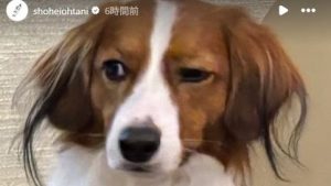 デコピンが大谷翔平の変顔を“モノマネ”「可愛い」「飼い主そっくりｗ」