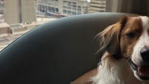 大谷翔平の愛犬・デコピン、WS帯同？　ブルージェイズ本拠地が見える窓辺で「ご主人の帰りを待っていたのかな？」