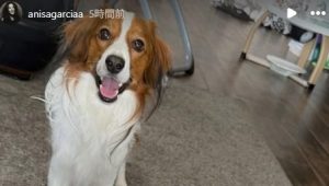 大谷の愛犬・デコピン、“親友”と遊ぶ最新ショット公開　「可愛すぎて心臓持たんわ…」「癒されすぎる」とファンメロメロ