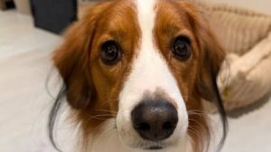 大谷翔平、カメラ目線のデコピン写真投稿し「これは可愛い過ぎる」「今年も大谷のメンタル守ってくれ〜」と反響