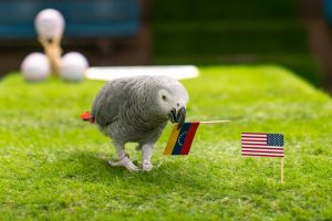 「ベネズエラ優勝」を見事に予言！　占いヨウム・オリビア、WBC決勝の占い的中にネット驚愕「的中率、すごすぎ」