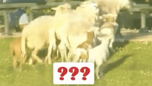 MLB、ファールボールが飛び込んだ先に…逃げ惑う“珍客”　SNS騒然「Who let them in??」「love this!」