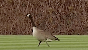 「人間よりVIP待遇」MLB球場にガチョウがまさかの乱入　打球に大慌ても…「なんて贅沢な」「特等席で野球観戦してる」