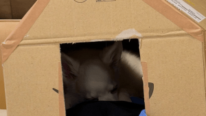 「ちょっとエスコン風に見える」新庄剛志、DIYで“段ボール犬小屋”作り　「愛だワン」「つーさん器用だから上手」