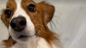 大谷翔平、愛犬デコピンの“おねだり目線”が悶絶級　近すぎる上目遣いが破壊力抜群