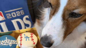 大谷翔平、愛犬デコピンを久々投稿！　“特製スイーツ”を見つめる姿にファン歓喜「元気だったかい」「パパ勝って嬉しいね」